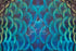 2110 - Peacock Feathers
